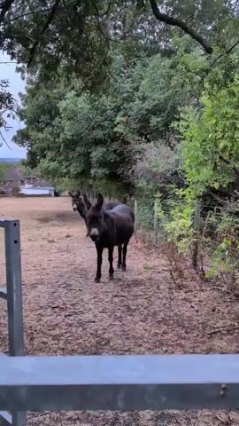 A video shows two dark-colored donkeys standing in an outdoor enclosure. The donkey in the foreground is facing the camera, while the other donkey is partially obscured behind it and facing to the left. The enclosure appears to be a dry, dirt area with sparse vegetation and a wire fence on the right. In the background, there are trees and some distant buildings. The lighting suggests it is either early morning or late afternoon.