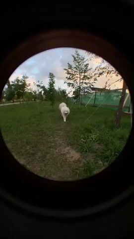 A white dog is walking in a grassy area with trees and buildings in the background. The video is shot with a fisheye lens, giving it a distorted, circular appearance. The dog is fluffy and appears to be a Samoyed. The lighting suggests it is late afternoon or early evening. The dog is moving from left to right in the first clip and then turns to face the camera before walking away in the second and third clips.