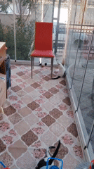 Cats and kittens gathered around food and play in Konyaaltı