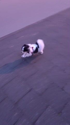 A small, fluffy dog with black and white fur runs across a paved area in a blurry, slightly unsteady shot. The pavement is a light purplish-gray, with linear patterns suggesting tiles or bricks. The background is a lighter shade of gray or possibly a building or wall. The overall lighting is subdued, possibly indicating dusk or dawn. The dog is the primary focus, moving quickly across the frame from left to right.
