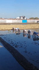 Rice planting in full swing across Babadan's flooded paddies
