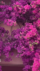 Bar Montenegro daily life documented through flowers and beaches