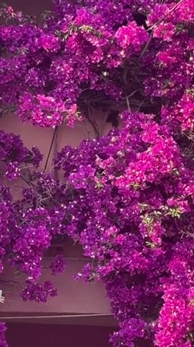 Bar Montenegro daily life documented through flowers and beaches