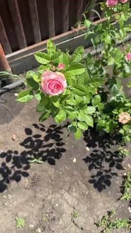 The video shows a close-up of a pink rose with green leaves, blooming in a garden. The rose is in focus and is the central subject of the video. The background is slightly blurred, showing a wooden fence and the ground, which is covered in dirt and small green plants. The lighting suggests it is daytime, with sunlight casting shadows of the leaves on the ground. There are no people or animals visible in the video. The video appears to be a short, static shot of the rose.