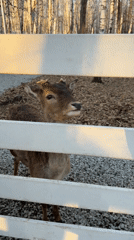 Farm animals interact with visitors at Yekaterinburg petting zoo