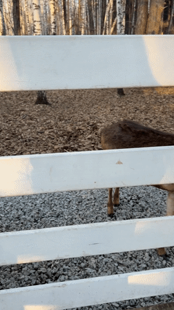 Farm animals interact with visitors at Yekaterinburg petting zoo