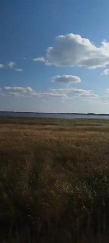 The video shows a wide shot of a grassy field with a body of water in the distance under a blue sky with white clouds. The camera pans across the scene from left to right. The field is covered in tall, dry grass and some scattered bushes. The water appears calm and vast, with a low horizon line. The sky is bright and sunny, with several fluffy white clouds scattered across it. The overall impression is one of a natural, open landscape.