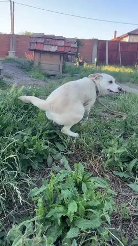 A white dog is playing in a yard. The dog is running and jumping around. There is a wooden doghouse in the background. The yard is covered in grass and weeds. There is a red wooden fence in the background. The sky is blue and clear.