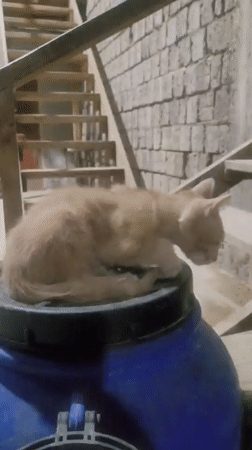 Kittens lounge around a blue barrel in a Uzbek courtyard