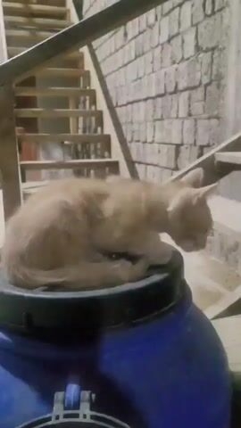 A ginger cat is sitting on top of a blue barrel. The cat is looking down and to the right. In the background, there is a wooden staircase with metal railings. The wall behind the staircase is made of brick. The scene appears to be indoors, possibly in a workshop or unfinished building.