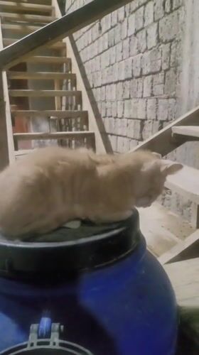 Kittens lounge around a blue barrel in a Uzbek courtyard