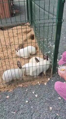 Five white rabbits with dark ears and faces are in a sandy enclosure behind a green metal fence. A child in pink pants and a pink hat is on the right side of the frame, holding a small white bowl with food, offering it to the rabbits. One rabbit is leaning forward, looking at the food. The enclosure has a dirt floor and some scattered leaves.