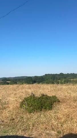 The video shows a landscape view from a moving vehicle on a clear day. The foreground is dominated by a dry, golden field, likely wheat or barley. In the mid-ground, a line of trees forms a dark green horizon. A tall, thin pole, possibly a utility pole, is visible on the left side of the frame in the first few seconds of the video. The sky is a bright, cloudless blue. The camera pans slightly, revealing more of the field and the distant tree line. The overall impression is of a rural, open setting under bright sunlight.