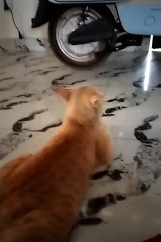 A ginger cat is lying on a tiled floor, looking upwards. A light blue electric scooter is parked nearby. A person's feet are visible near the cat. Sunlight is streaming through a window, creating a bright spot on the floor. The cat's tail is swishing.