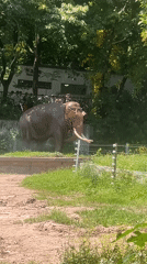 Early morning zoo visit captures animals at Chongqing facility