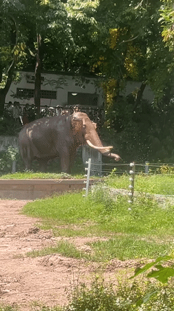 Early morning zoo visit captures animals at Chongqing facility