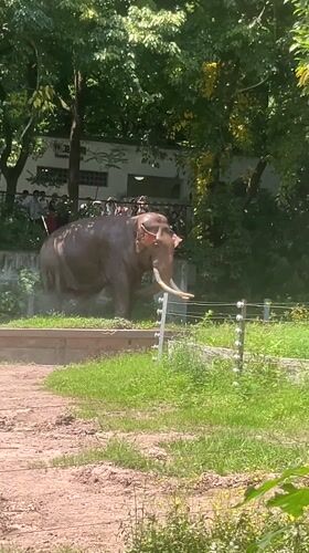 Early morning zoo visit captures animals at Chongqing facility