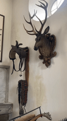 Visitor documents historical hunting and carriage displays in Sigmaringen