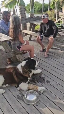 The video begins with a close-up of a large St. Bernard dog lying on a wooden deck, with one of its front paws bandaged. The dog is lying next to a metal water bowl, and appears to be resting. In the background, three people are seated at a wooden picnic table. A man with a beard is on the left, wearing a blue shirt. A woman with long grey hair is in the middle, wearing a grey tank top and shorts. A person in a black shirt is on the right. The environment appears to be an outdoor seating area near a body of water, with palm trees and a dock visible.

The camera then pans to the left, showing more of the outdoor seating area. A wooden railing and a ramp are visible in the foreground. In the mid-ground, there are more picnic tables and chairs, as well as some vegetation and palm trees. The water and a dock with a boat are visible in the background.

The camera continues to pan and zooms out slightly, revealing a larger view of the outdoor venue. A band is performing on a covered stage in the mid-ground. There are tables and chairs set up on a sandy area in front of the stage. Several boats are docked in the water behind the stage. The overall atmosphere appears to be a relaxed, outdoor entertainment venue.

The video ends with a slightly closer view of the band performing on stage. The band consists of four men playing instruments, including guitars and drums. They are set up on a raised wooden stage under a covered structure. String lights are visible above the stage, and palm trees surround the area.
