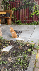 Cats roaming a Vilnius backyard patio on a summer morning
