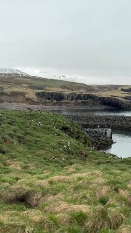 A wide, static shot captures a serene coastal landscape in Bakkagerði, Iceland, under an overcast sky. In the foreground and midground, a steep, vibrant green hillside, interspersed with patches of golden-brown dry grass, slopes down towards a calm body of water. This hillside is densely populated by numerous black and white birds, predominantly Atlantic puffins, which are seen standing, resting, and dotting the landscape.

To the right, a dark, rocky breakwater or pier-like structure extends into the water, creating a sheltered cove. A small, indistinct orange figure is visible on this rocky formation. Beyond the immediate coastline, rolling hills covered in sparse vegetation rise, with a small, red-roofed building perched on a distant bluff. In the far background, a majestic range of snow-capped mountains stretches across the horizon, partially obscured by the overcast conditions. The sky is uniformly gray and cloudy. No people are clearly discernible, and no text is visible. The scene evokes a sense of remote natural beauty and abundant wildlife.