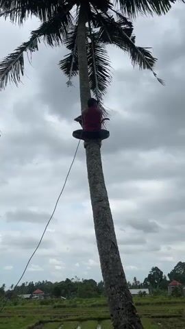 The video shows a man sitting in a lotus position atop a tall coconut palm tree. He is wearing a red tank top and dark shorts.  A rope hangs down from the tree. The background features a cloudy sky, a green field, and a few buildings in the distance.