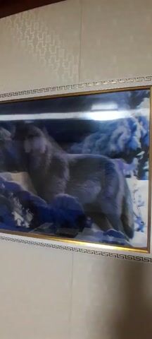The camera shows a rectangular picture in a gold frame hanging on a white wall with a beige wallpaper pattern. The picture depicts a wolf in a snowy forest setting. The colors of the painting have a blue tint, potentially due to the lighting in the room. The camera lens is focused on the picture, zooming slightly in.
