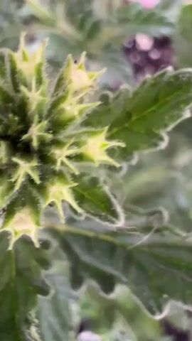 This media file features a close-up, top-down view of a flowering plant in a pot. The plant has numerous green leaves with serrated edges, and several buds that are beginning to open. The buds are clustered together, forming spiky, star-like shapes. Some of the buds have hints of white at their tips, suggesting they are about to bloom into flowers. The plant is growing in dark soil within a terracotta-colored pot. The background is out of focus, but appears to be outdoors, possibly a garden or patio. The lighting suggests daytime, and the overall impression is one of natural growth and anticipation of bloom. There is no visible text in the media file. The metadata indicates the location is Kayıŋdı, Kyrgyzstan.