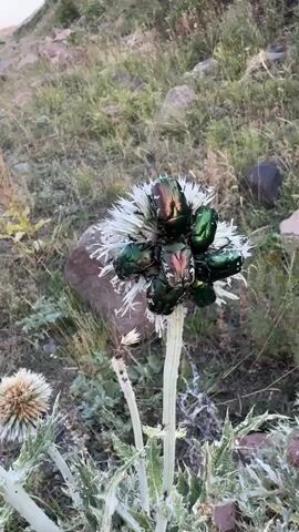 A close-up shot shows a cluster of iridescent green beetles on a white, fluffy flower. The beetles are various shades of green and copper, with some appearing to have pinkish hues. They are gathered around the center of the flower, which has many thin, petal-like structures. The flower is on a thick, green stem with spiky leaves. In the background, a grassy hillside with scattered rocks is visible. The lighting suggests it is daytime, possibly late afternoon or early morning due to the soft light and shadows.