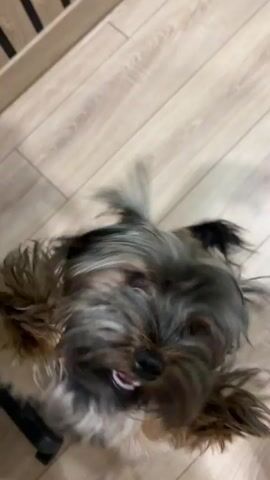 The media file is a short video showing a close-up of a small, shaggy dog. The dog appears to be a Miniature Schnauzer or a similar breed with salt-and-pepper fur. The camera is positioned above and slightly behind the dog, looking down at its head. The dog's fur is somewhat disheveled, and its ears are perked.

The background consists of a light-colored wooden floor, likely laminate or hardwood, with a visible wood grain pattern. The lighting suggests an indoor setting, possibly a home. No people are clearly visible, though a bare foot with painted toenails is partially visible in the lower right corner of the frame, suggesting a human is holding the camera or is nearby.

The activity appears to be the dog looking around or interacting with the person filming, possibly in a playful or curious manner. The dog's head is slightly blurred, indicating movement, perhaps a head shake or a turn. No specific time of day or weather conditions can be determined from the image. The location context of Ozernyy, Russia, provides a general geographical setting but offers no specific visual cues within the frame itself. There is no visible text in the media file. The overall mood is casual and domestic, focusing on the pet.