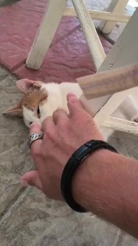 A person's hand with a ring on their finger is shown petting a white and orange cat. The cat is lying on its back on a tiled floor, near the legs of a white wooden chair. The cat is looking at the person's hand and appears to be enjoying the petting. The background is blurred, but it seems to be an outdoor setting.