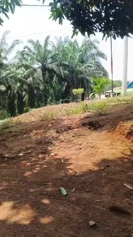 A daytime outdoor scene shows a dirt road with scattered rocks and debris. In the background, a lush green oil palm plantation stretches as far as the eye can see under a bright sky. A light green and blue tanker truck is visible on the road, parked on a slight incline. To the right, a bicycle lies on its side on the ground. A large tree with a thick trunk is prominent on the left side of the frame, casting shadows over the scene. The overall impression is one of a rural, possibly remote, location within a tropical environment.