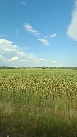 The video shows a drone's-eye view of a large field of sunflowers under a bright blue sky with scattered white clouds. The sunflowers are mostly mature, with their heads facing downwards. In the foreground, there is a patch of tall green grass and a solitary green tree. The camera pans across the field, revealing the vast expanse of sunflowers stretching towards a distant line of trees. The overall impression is of a rural, agricultural landscape on a sunny day.