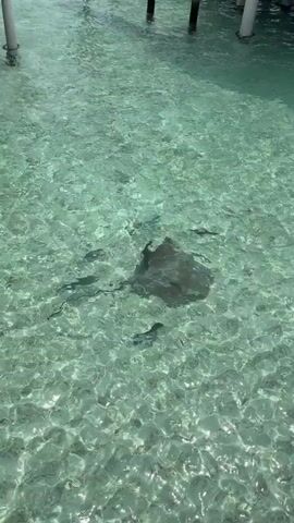 A stingray swims in clear turquoise water beneath a wooden pier. Several small fish are visible near the stingray. The water is shallow and the sandy bottom is visible. The sunlight creates patterns of light and shadow on the water. There are wooden pilings in the background supporting the pier.
