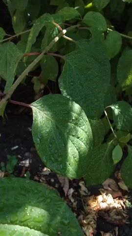 A close-up shot focuses on wet green leaves on a branch, with sunlight creating shadows. The ground below is visible, covered with dark soil, dry leaves, and small green plants. The camera remains still.