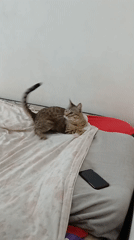 Tabby cat resting on bed in Curitiba home