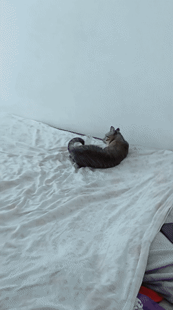 Tabby cat resting on bed in Curitiba home
