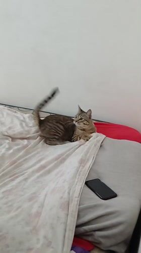 Tabby cat resting on bed in Curitiba home