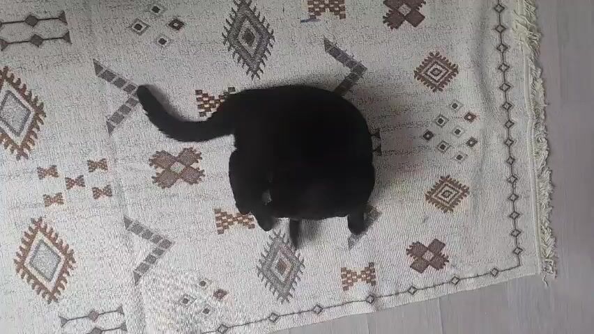 A black cat is captured from a high-angle shot, lying on a light-colored rug with a geometric pattern. The cat is seen grooming itself, lifting its hind legs and licking its paws and body. The rug has a fringe along its edges and is placed on a wooden floor. The lighting appears to be natural, coming from above.
