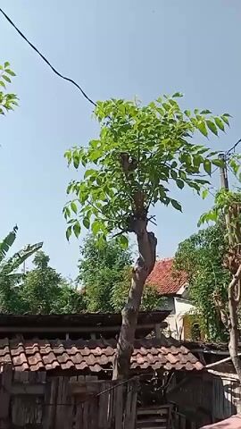 A tall, thin tree with lush green leaves stands in the foreground, silhouetted against a bright blue sky. Its trunk is visible, twisted and somewhat gnarled. Below the tree, a tiled roof structure is partially obscured by the tree's branches. Wooden fencing is visible in front of the roof. In the background, more trees are present, along with a hint of a building with a red tile roof. A power line runs across the top of the frame. The lighting suggests a sunny day.
