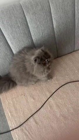 A gray cat is playing with a colorful feather toy on a couch. A person's hand is visible, holding the end of the wand attached to the toy. The cat rolls around while batting at the toy with its paws. The couch has a light gray, tufted back and a textured, neutral-colored seat cushion. A black cord is also on the cushion.