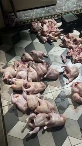 On a patterned tile floor, there are approximately two dozen whole raw chickens and a pile of cut chicken parts.  A scale and a cutting board are in the background. A person's bare foot is visible. Someone opens a plastic bag.