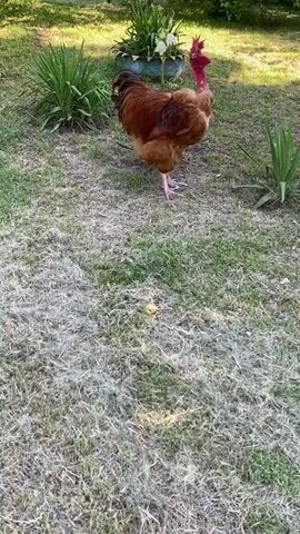 A rooster with brown feathers and a red wattle is standing on a patch of grass. The rooster is facing slightly to the right. In the background, there is a planter with green plants and some white flowers. There are also more green plants and some dry grass visible. The scene appears to be outdoors during the daytime, with sunlight casting shadows.