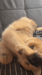 Cat relaxes on couch in Odintsovo home