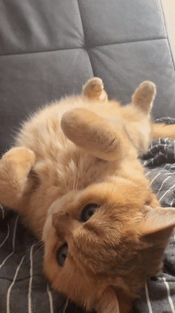 Cat relaxes on couch in Odintsovo home