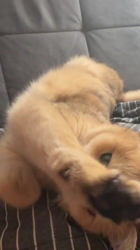 Cat relaxes on couch in Odintsovo home