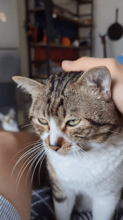 Quiet evening with tabby cat captured in Shunde District