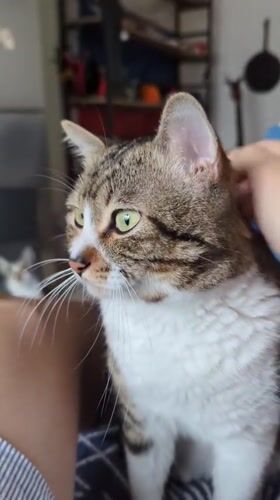 Quiet evening with tabby cat captured in Shunde District