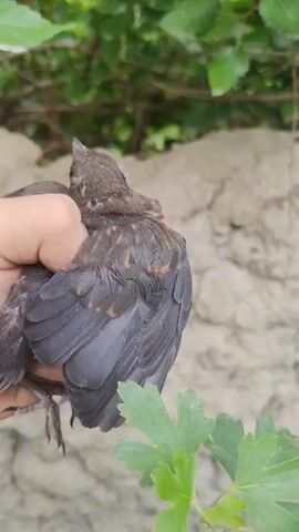 This video captures a moment of interaction with a young bird, likely a fledgling, in an outdoor setting. The primary subject is a small, dark-colored bird being held gently in a person's hand. The bird appears somewhat disoriented but not in distress.

The scene is set against a backdrop of natural elements, with lush green foliage visible in the upper portion of the frame, suggesting it's daytime with pleasant weather. Below the foliage, a textured, light-colored wall or rock formation dominates the background. The texture of this surface is rough and uneven, with visible cracks and irregularities. A hand, with dirt on its fingers, is shown interacting with the bird and then withdrawing.

The activity is the gentle handling and release of the young bird. The person seems to be assisting the bird, perhaps after it fell from its nest or was found in a precarious position. The overall emotion conveyed is one of care and concern for the animal's well-being.

There are no visible text elements within the video. The location context of Kara-Bak, Kyrgyzstan, provides a geographical understanding of the environment, implying a rural or semi-rural setting with natural vegetation and possibly traditional building materials for the wall. The time of day appears to be daylight, judging by the lighting conditions.