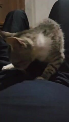 A small tabby and white kitten is perched on someone's lap, wearing dark pants. The kitten is actively grooming itself, its head down and its front paws moving. The background is dimly lit and out of focus, showing a wooden object and a wall. The video is shot from a close-up perspective, focusing on the kitten and the person's lap.